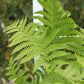 f.Matteuccia Ostrich Fern Quart