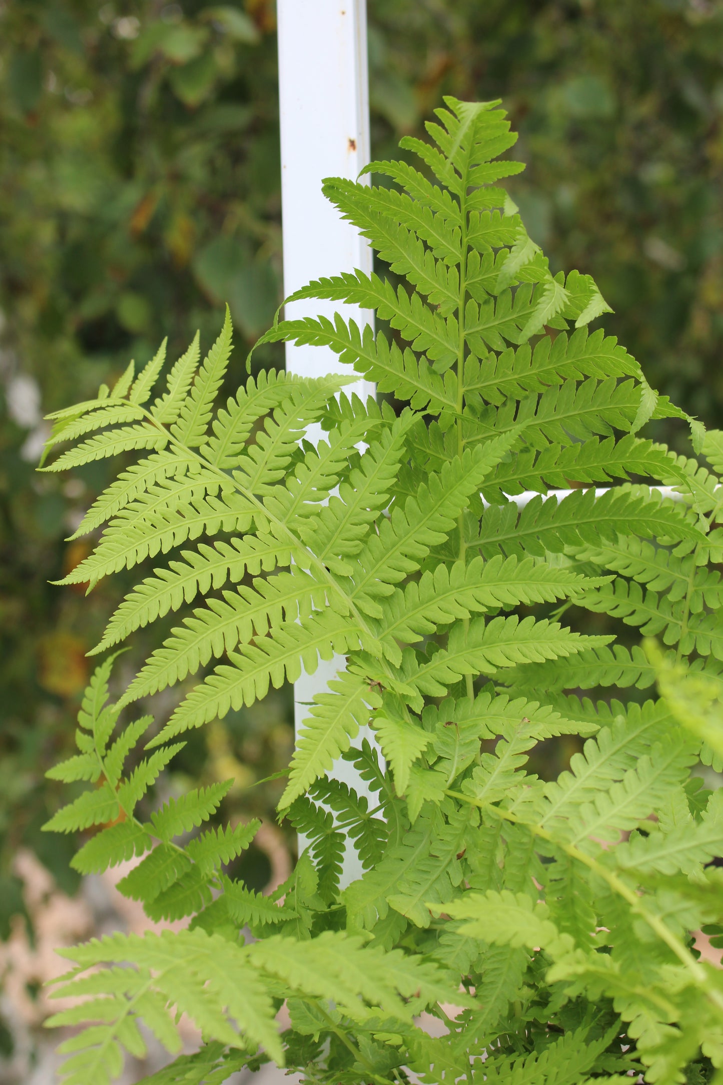 f.Matteuccia Ostrich Fern Quart