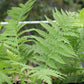 f.Matteuccia Ostrich Fern Quart