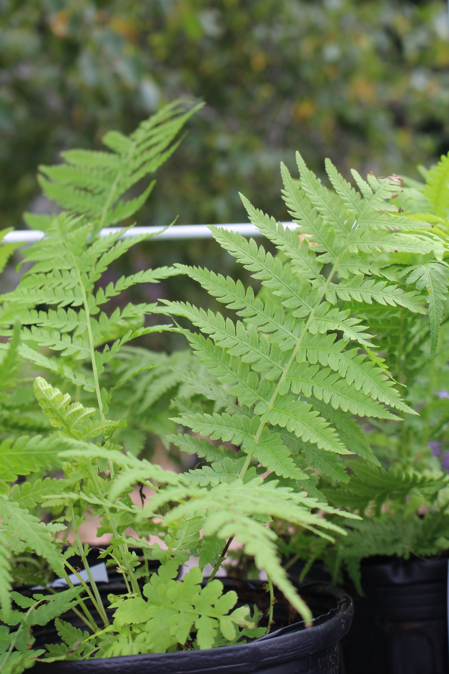 f.Matteuccia Ostrich Fern Quart