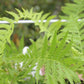 f.Matteuccia Ostrich Fern Quart