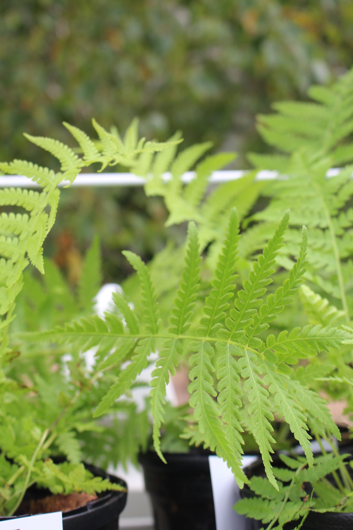 f.Matteuccia Ostrich Fern Quart