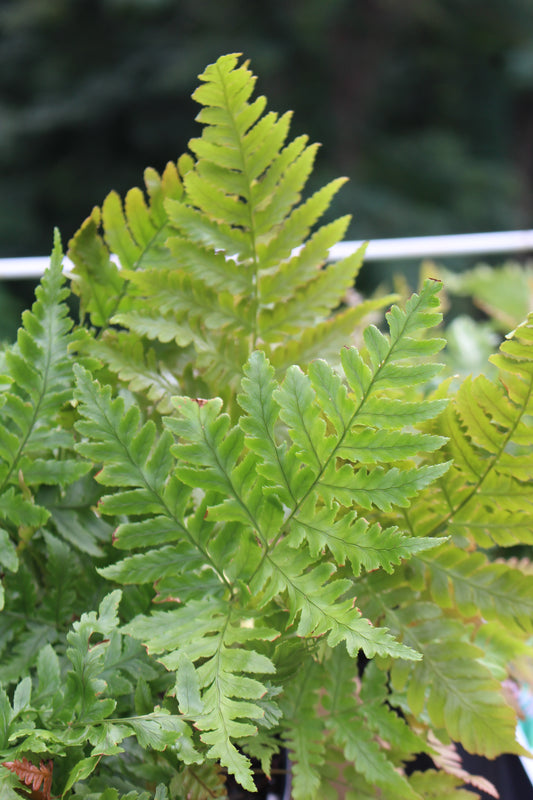 f.Dryopteris  Autumn Fern 1g