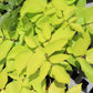 Aralia Sun King 1g