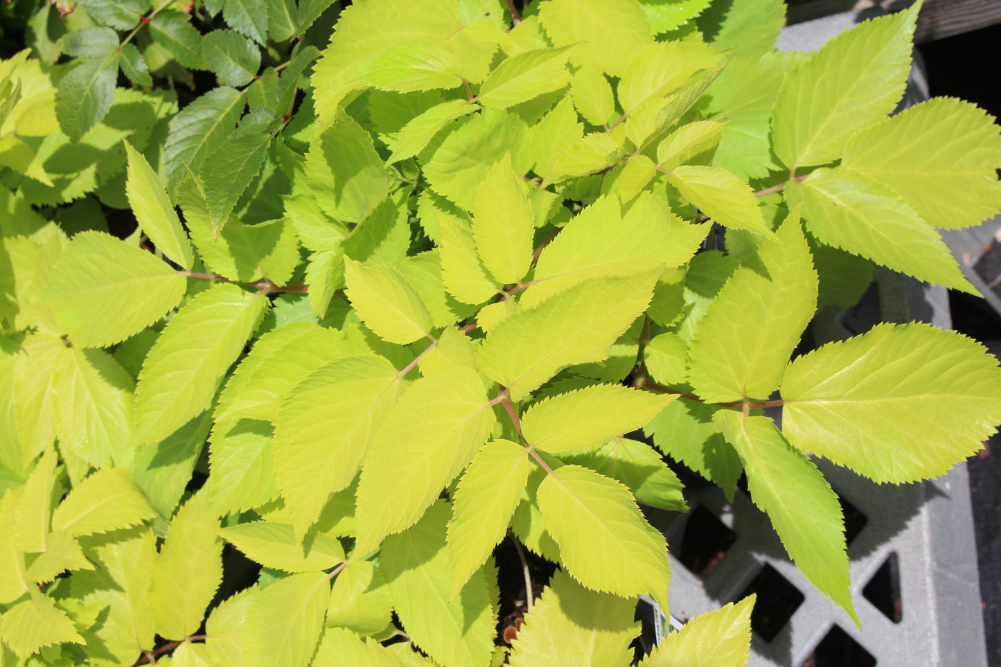 Aralia Sun King 1g