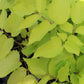 Aralia Sun King 1g