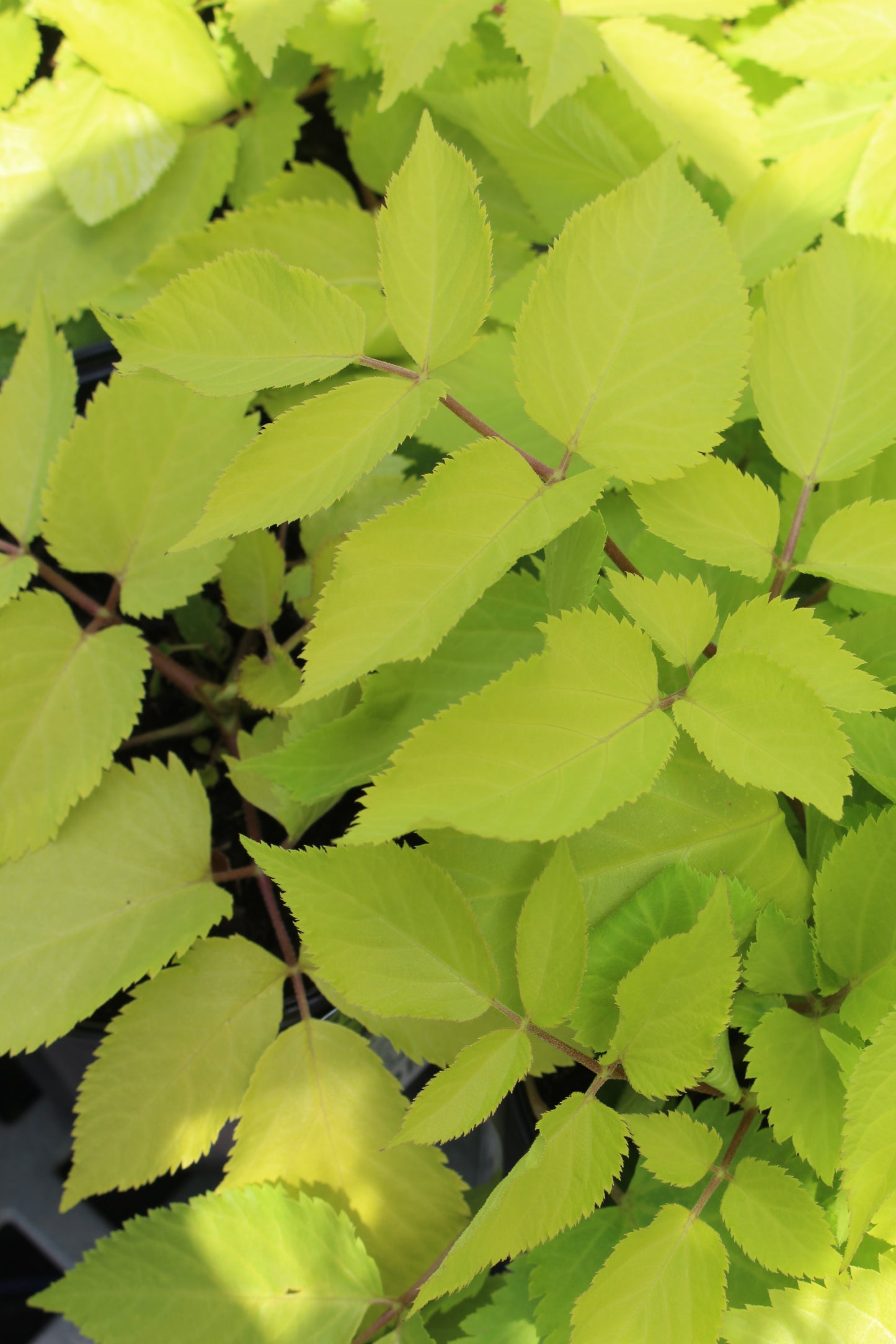 Aralia Sun King 1g