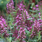 Buddleia Buzz Hot Raspberry 1g