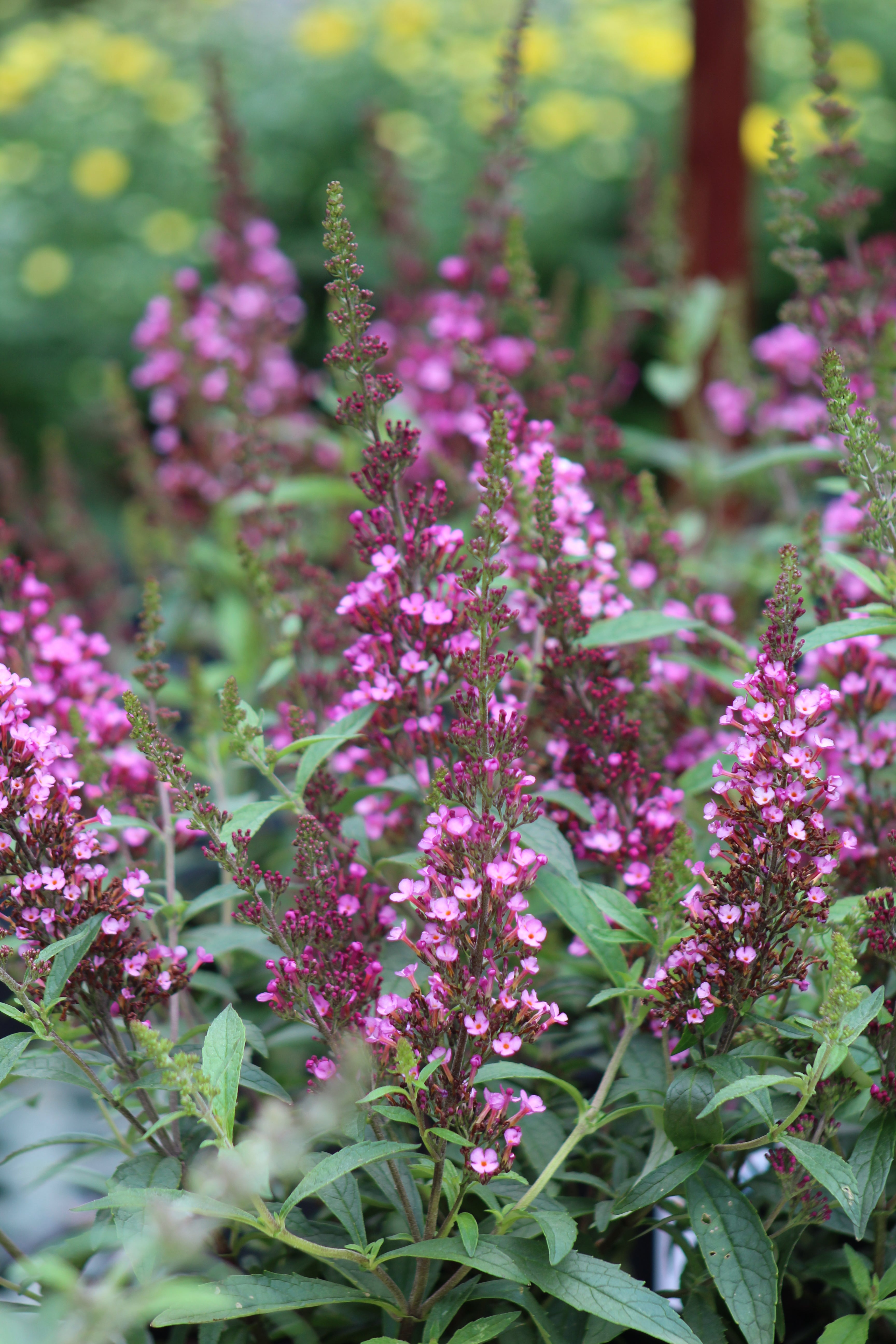 Dwarf Buddleia Raspberry Buddleia Buzz Hot Raspberry 1g – Bosco's Garden Center