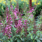 Buddleia Buzz Hot Raspberry 1g