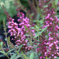 Buddleia Buzz Hot Raspberry 1g