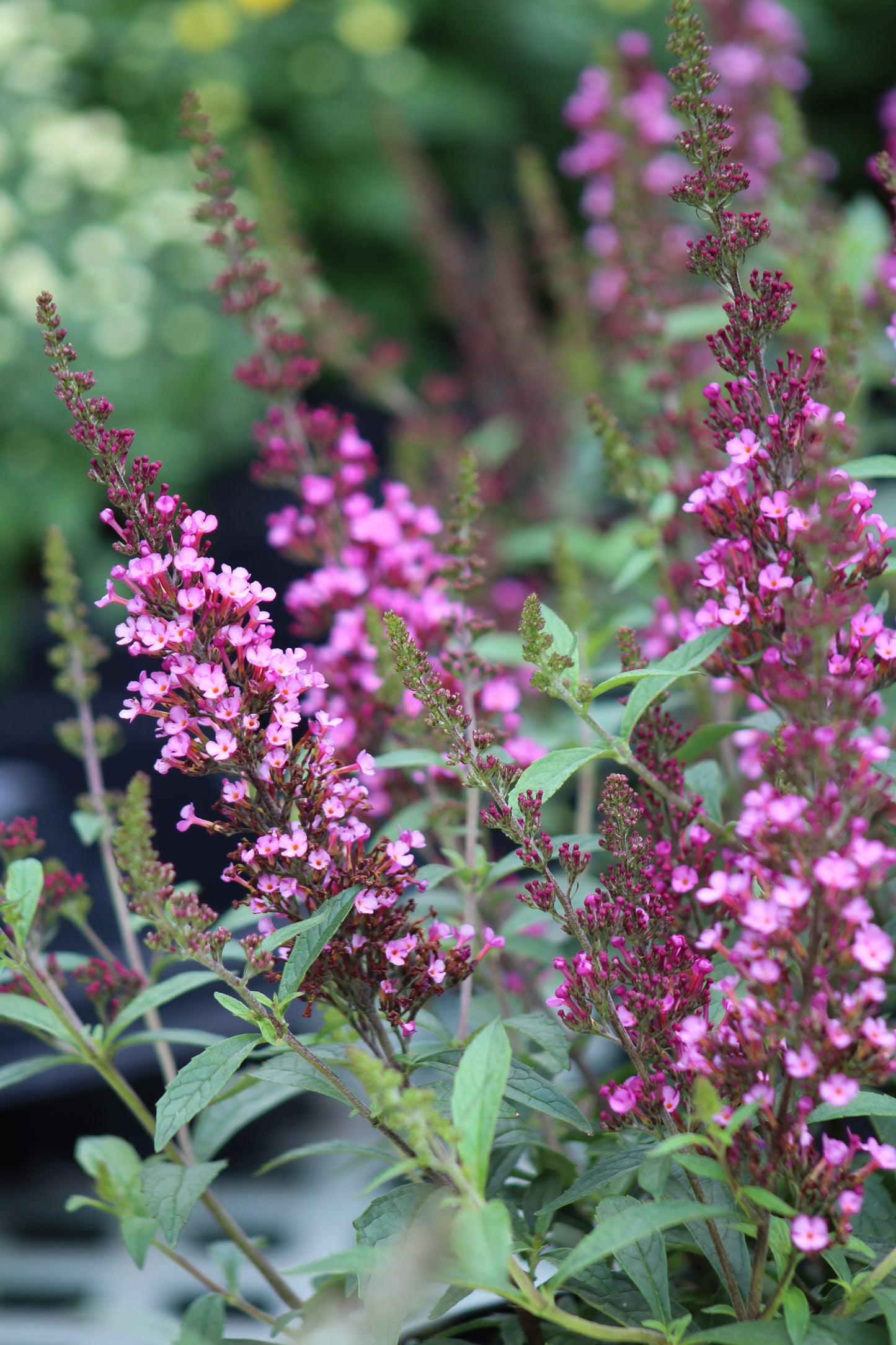 Buddleia Buzz Hot Raspberry 1g