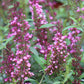 Buddleia Buzz Hot Raspberry 1g