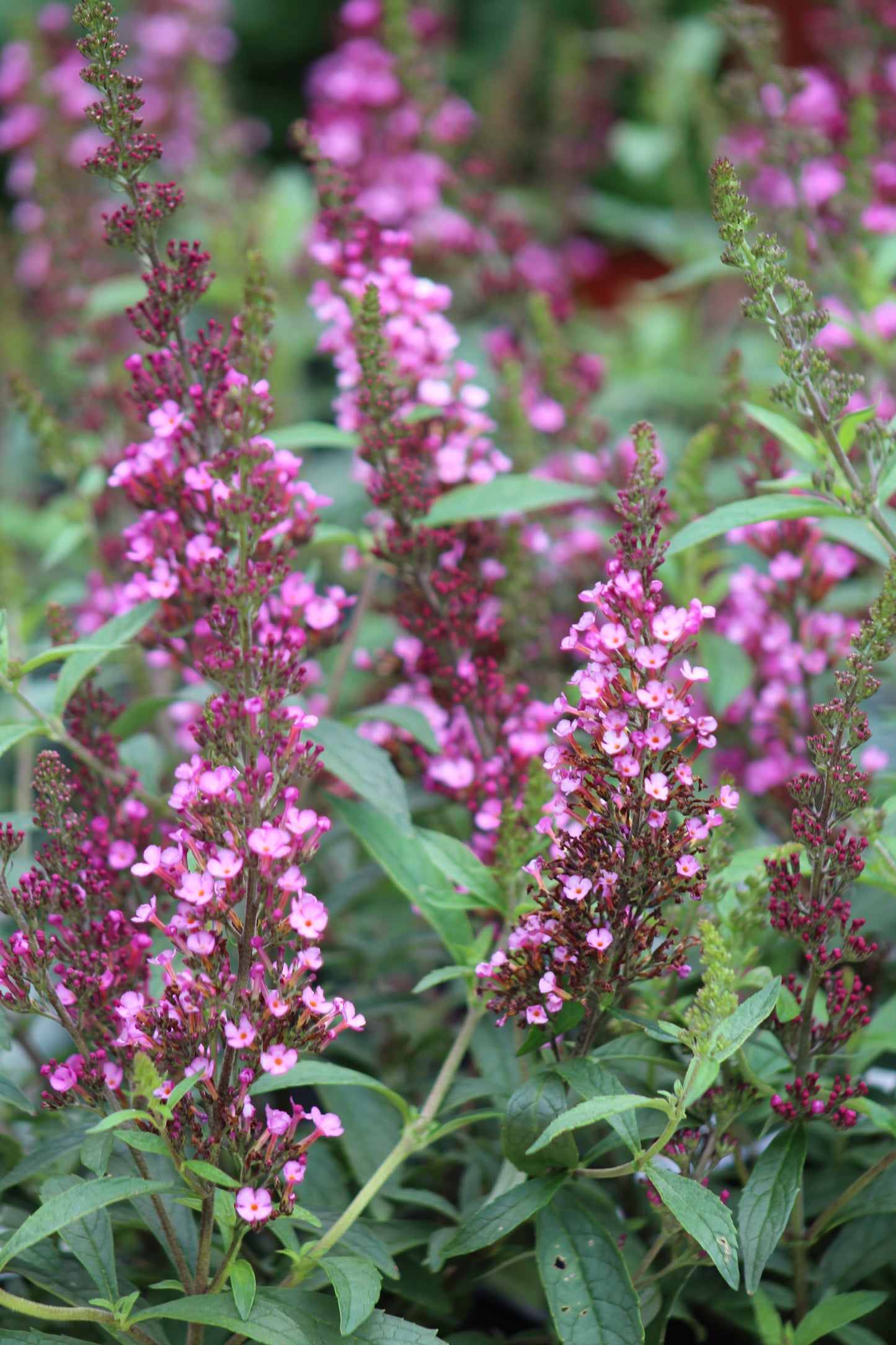 Buddleia Buzz Hot Raspberry 1g