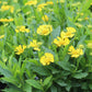 Helenium Sombrero