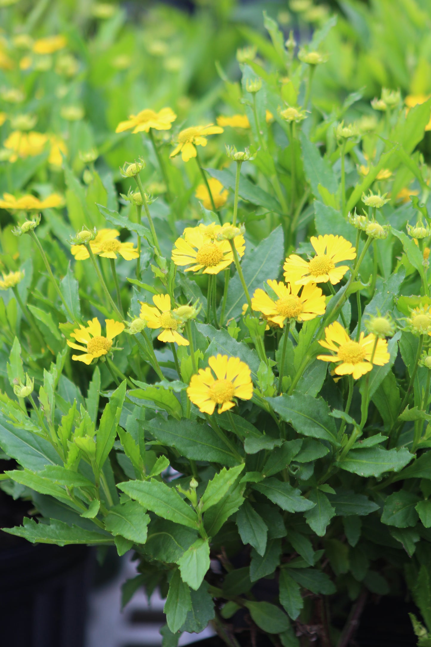 Helenium Sombrero