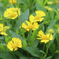 Helenium Sombrero