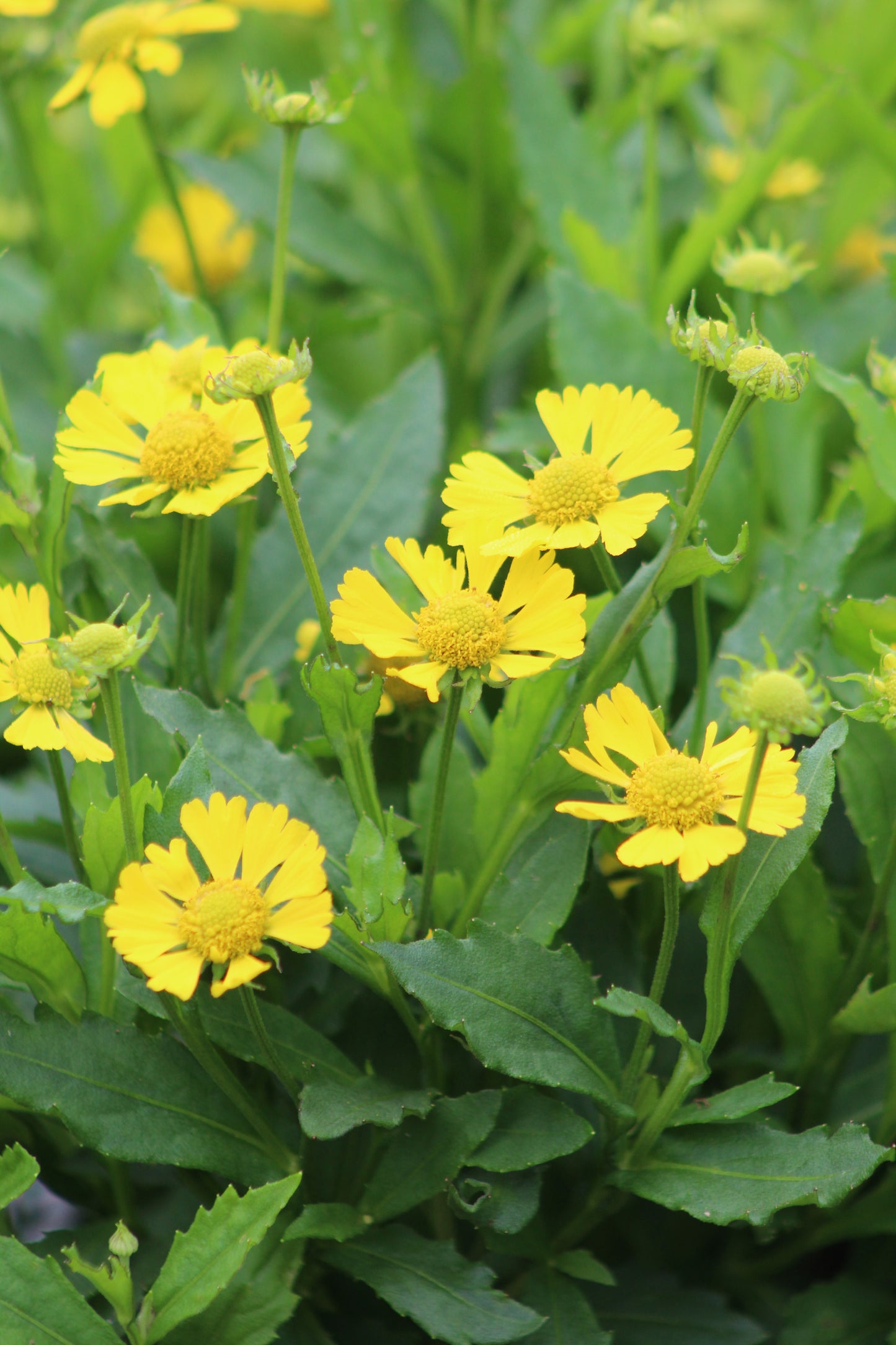 Helenium Sombrero