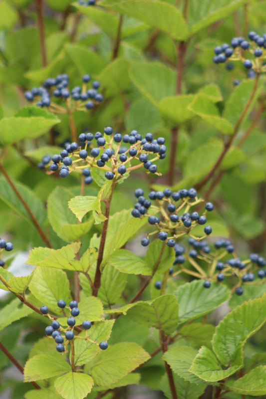 Viburnum dentatum Blue Muffin 3g