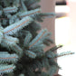 PICEA PUNG BABY BLUE 10G