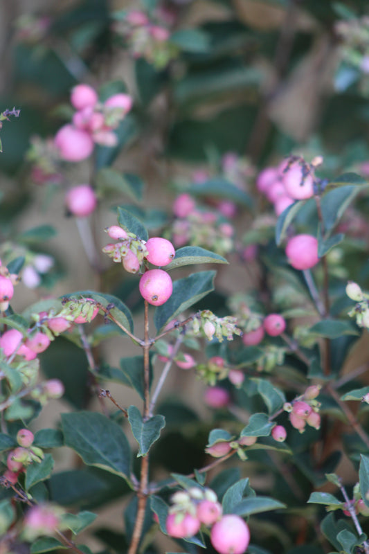 SYMPHORICARPOS X DOOR. `CANDY`