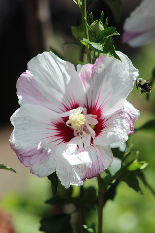 HIBISCUS SYR. FIJI 3g