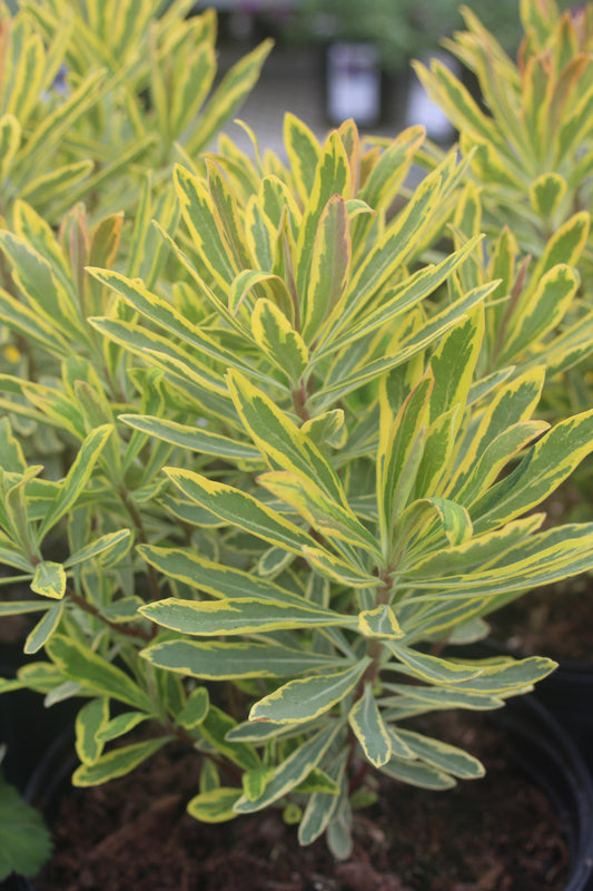 Euphorbia Ascot Rainbow 1g