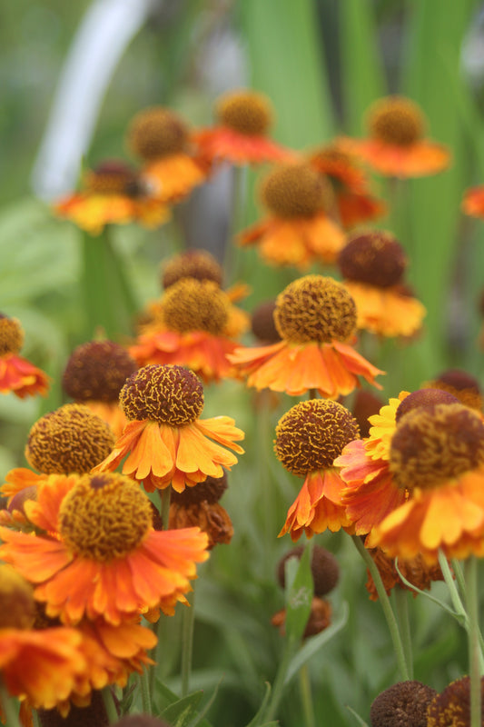 Helenium Mardi Gras 1g