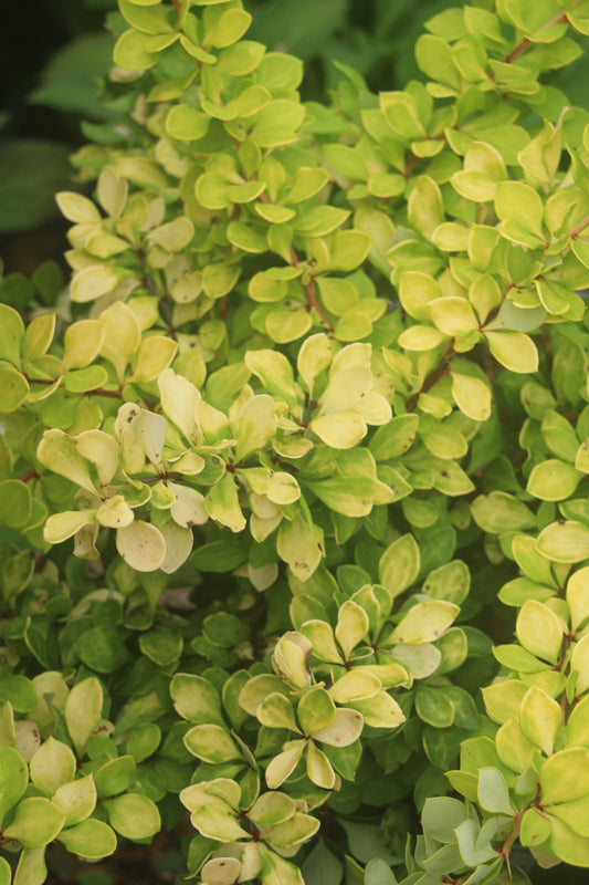 BERBERIS WORRYFREE LEMON GLOW 2g