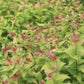 SPIRAEA RAINBOW FIZZ 3g