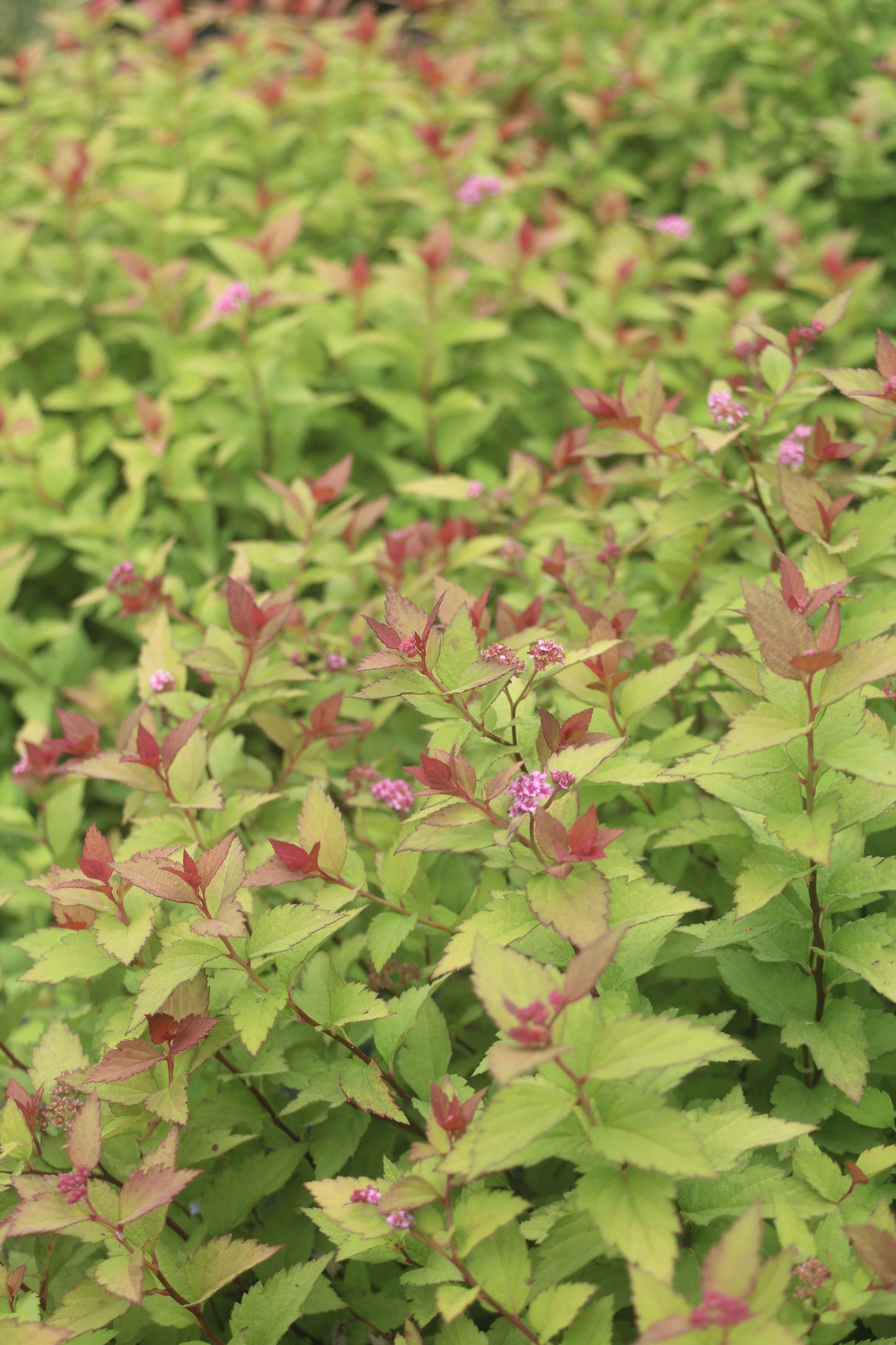 SPIRAEA RAINBOW FIZZ 3g