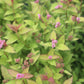 SPIRAEA RAINBOW FIZZ 3g