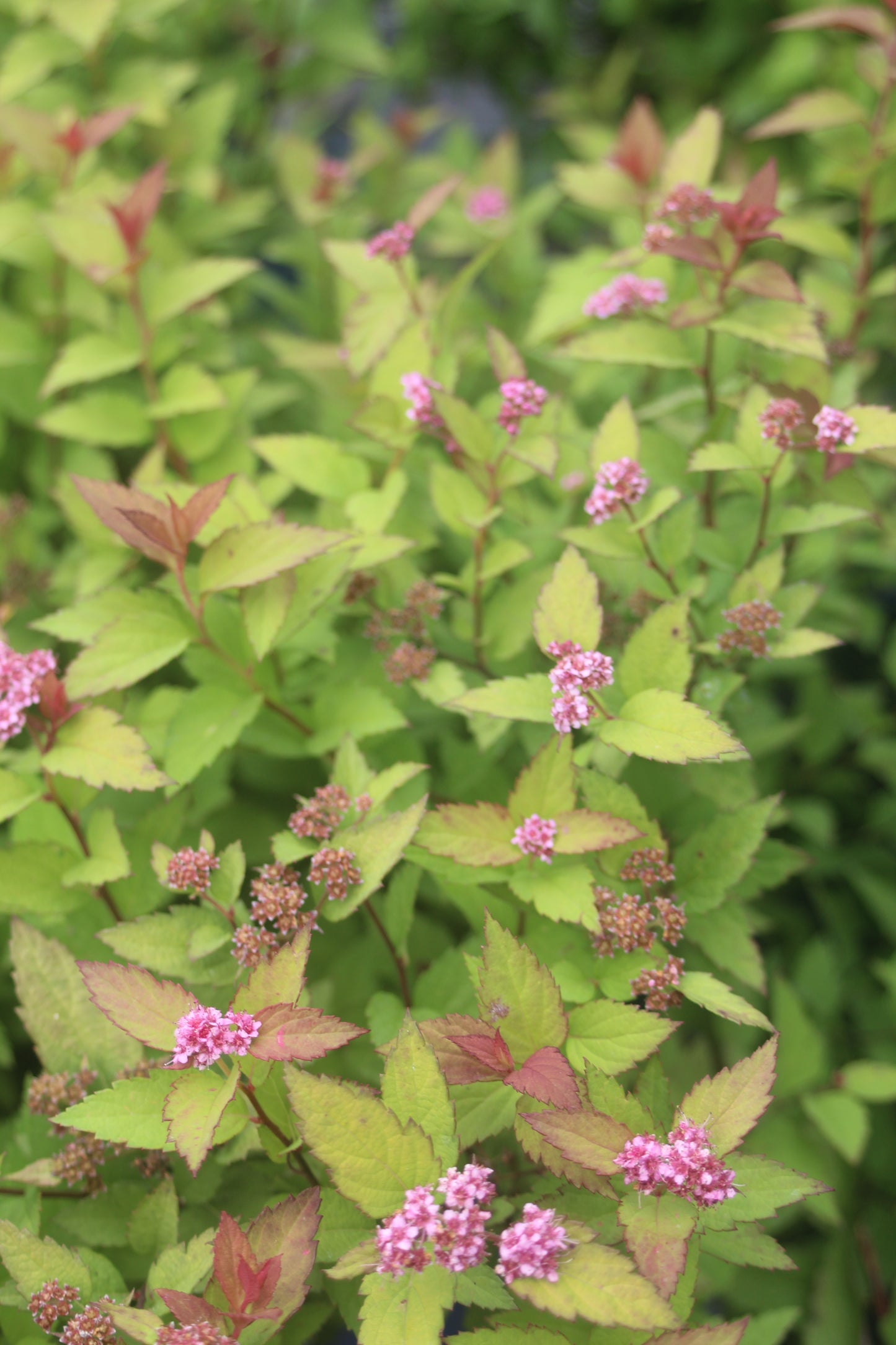 SPIRAEA RAINBOW FIZZ 3g