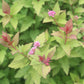 SPIRAEA RAINBOW FIZZ 3g