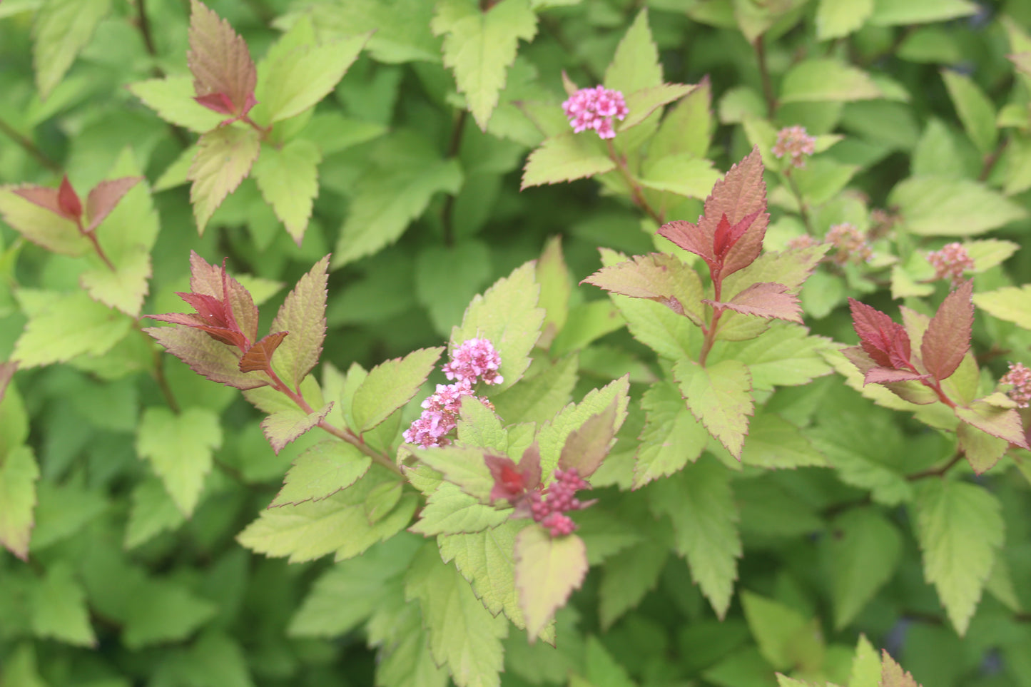 SPIRAEA RAINBOW FIZZ 3g