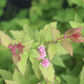 SPIRAEA RAINBOW FIZZ 3g