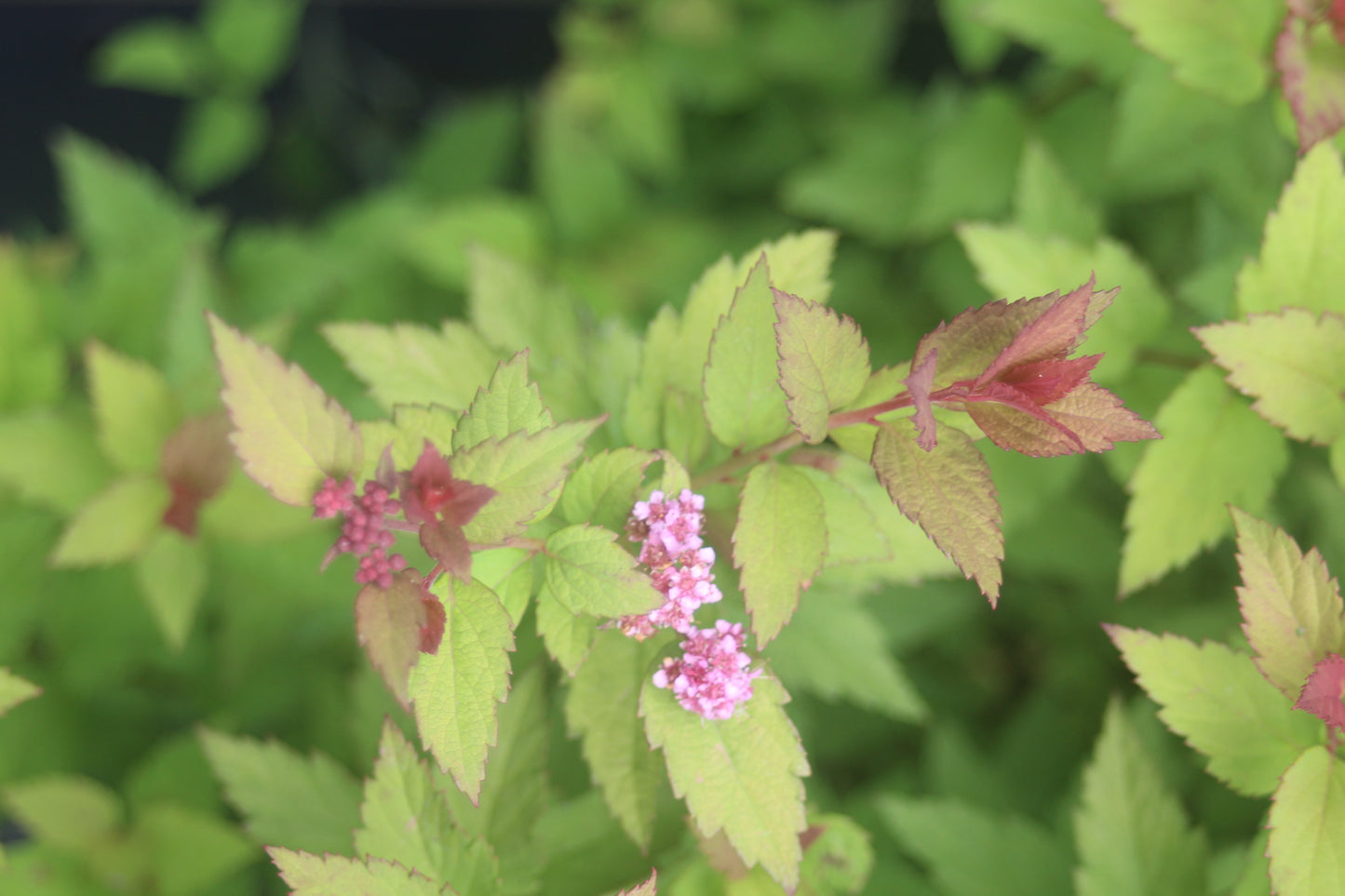 SPIRAEA RAINBOW FIZZ 3g