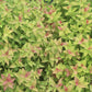 SPIRAEA RAINBOW FIZZ 3g