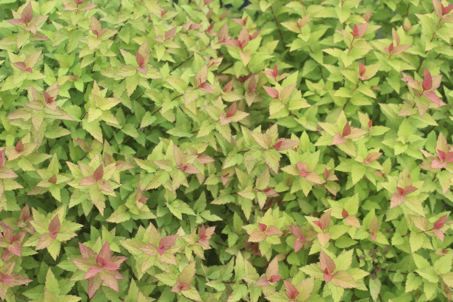 SPIRAEA RAINBOW FIZZ 3g