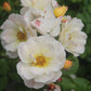 ROSA `DRIFT POPCORN 2g