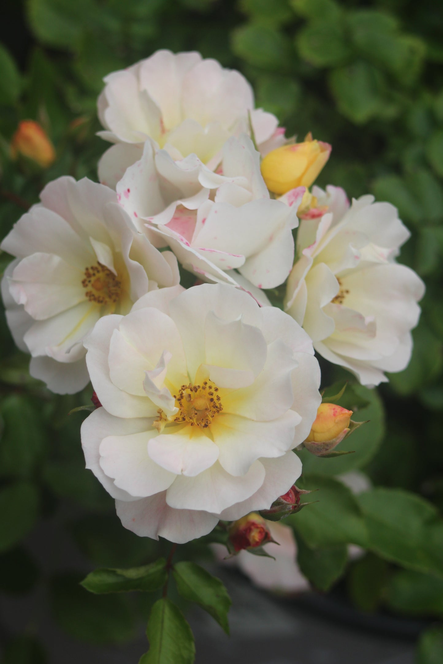 ROSA `DRIFT POPCORN 2g