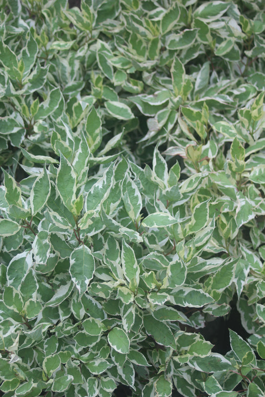 Cornus alba Ivory Halo 3g