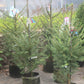 PICEA ABIES 3g