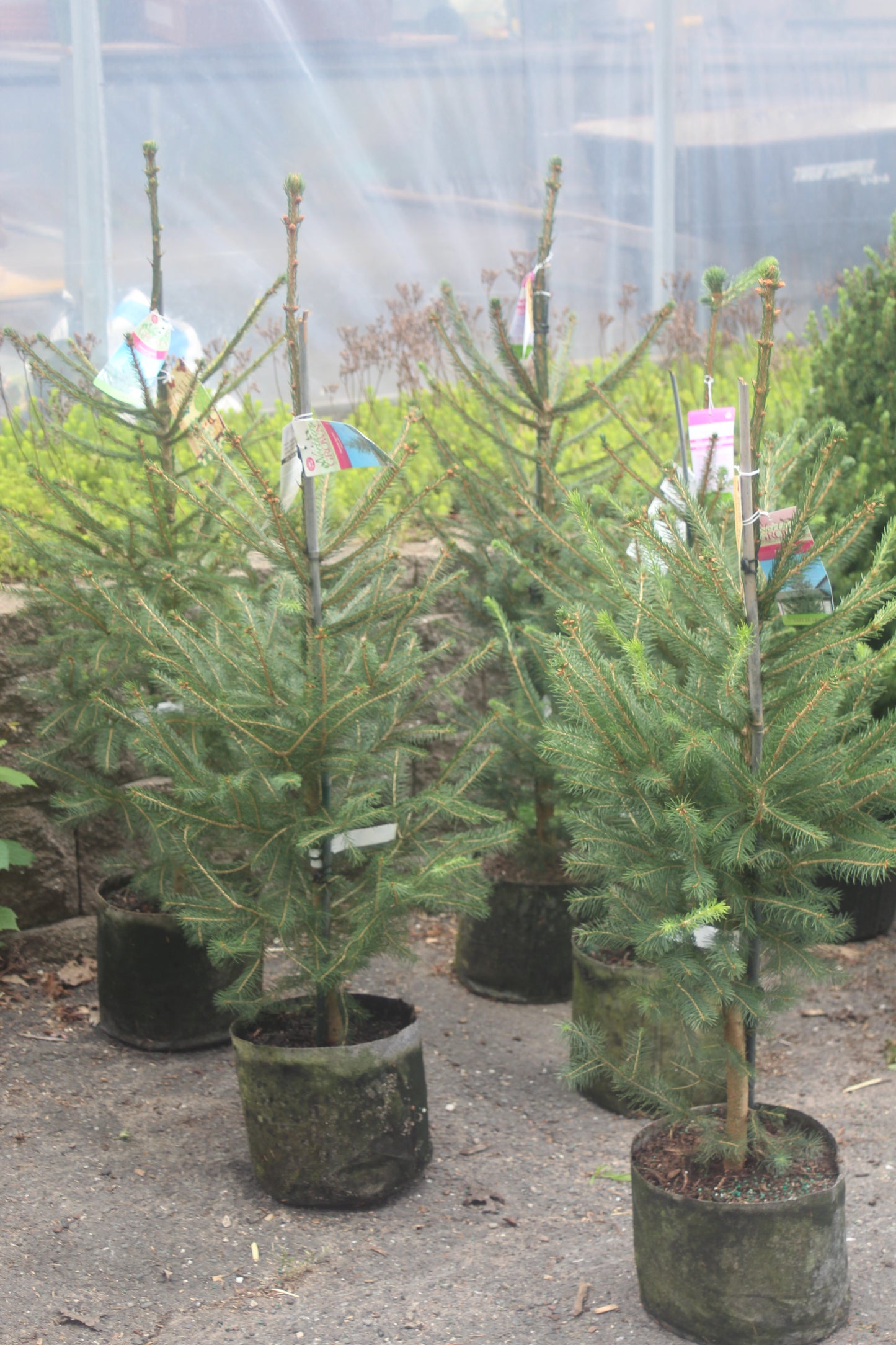 PICEA ABIES 3g