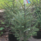 PICEA ABIES 3g