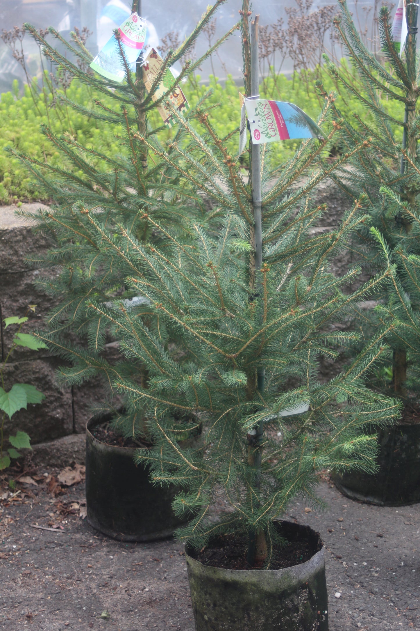 PICEA ABIES 3g