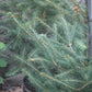 PICEA ABIES 3g