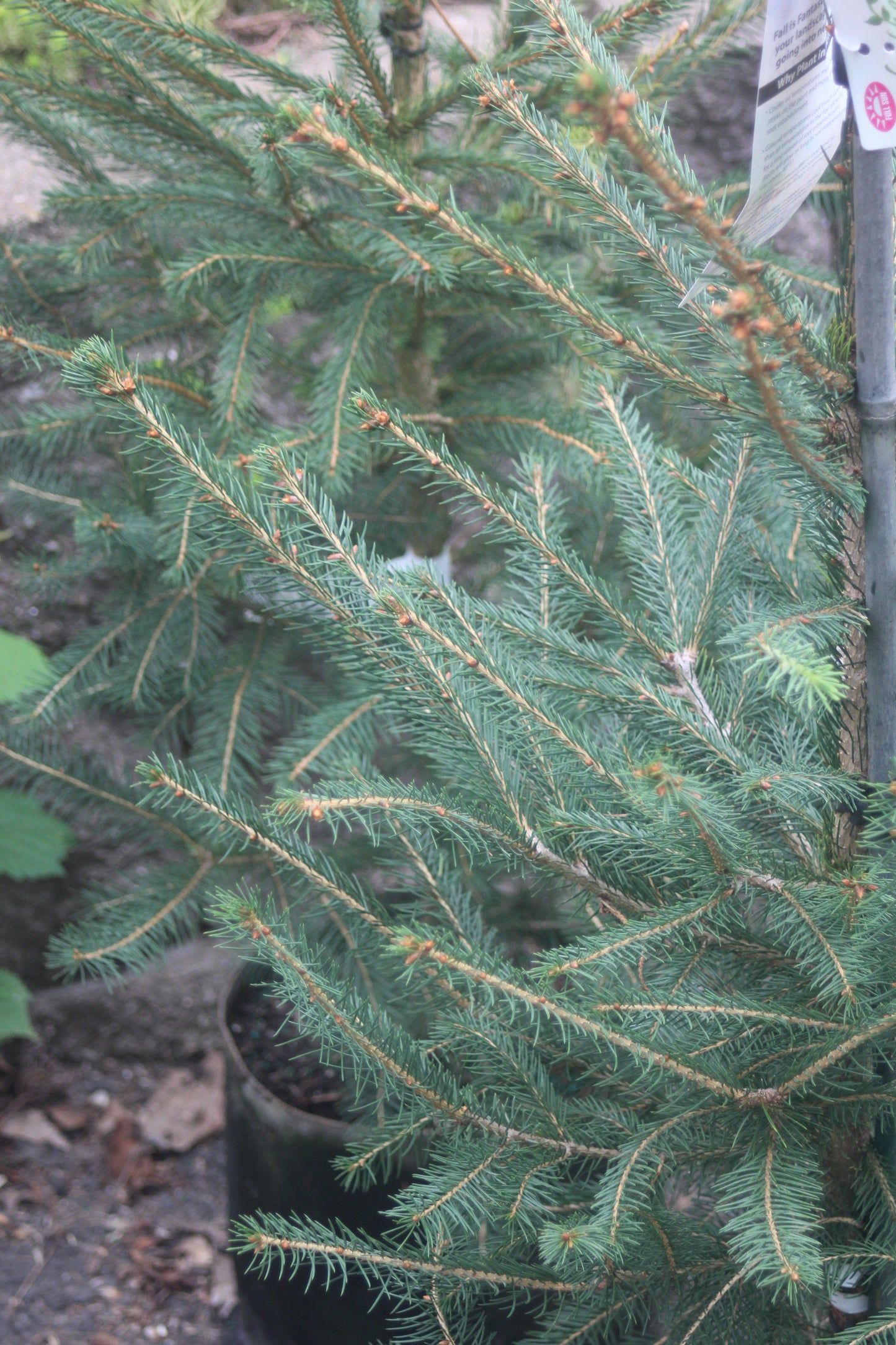 PICEA ABIES 3g