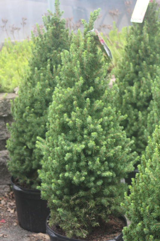 PICEA GLAUCA CONICA 3 Gal