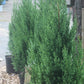 JUNIPERUS `BLUE POINT` ,3